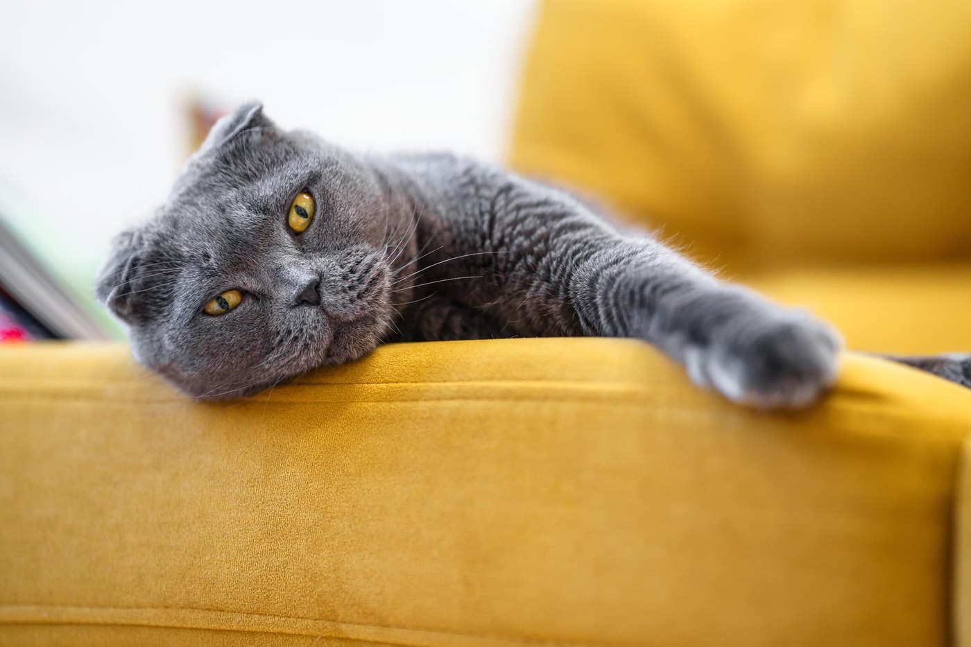 Cat on a yellow chair
